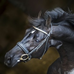 Конь | Horse
