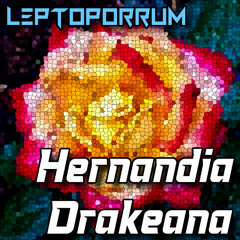 Hernandia Drakeana
