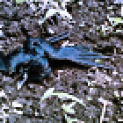 BIRDS.rdying! feat. n0v4. (seye)