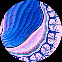 mosso010