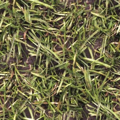 Wet Grass , چمن خیس