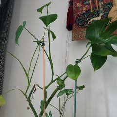 Earthstar - Monstera Ascending