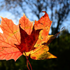 IN2 AUTUMN 24 MINI MIX