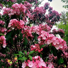 a floating flower mix