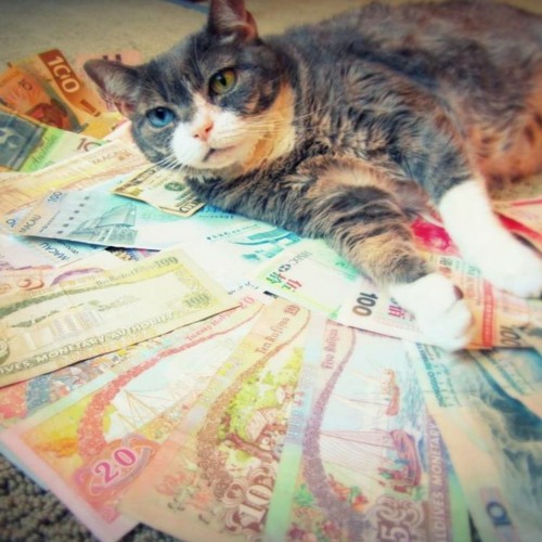 Road to RENASCENCE minimix