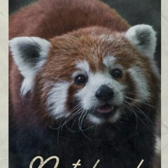 Epub Notebook: Baby Red Panda Compact Composition Book Journal Diary for Men,