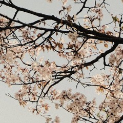 musique pour les oiseaux