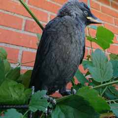 A Bird