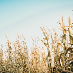 Pumpkin Patch 2021 - Day 7 - Cornfields