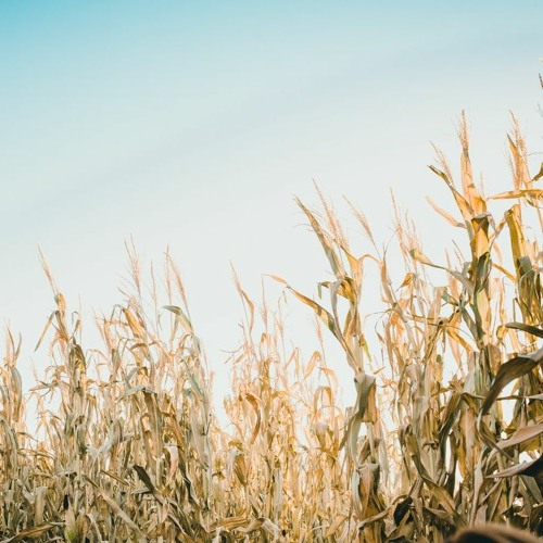 Pumpkin Patch 2021 - Day 7 - Cornfields