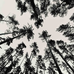 CaliforniaDreaming (prod. Tiresss)