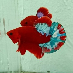 阿衣莫（陈小潇 Remix）_ A Y Mạc Remix - DJALu