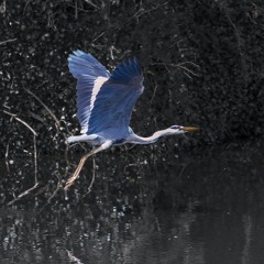 L'Oiseau (sung by Dominique Briand )