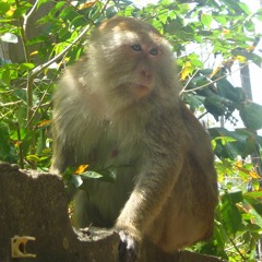 Railay Monkey Scrap
