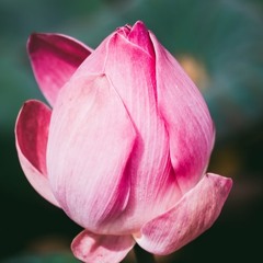 Pause, Relax, Open Meditation