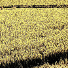 月ぬ美しゃ -Tsuki nu Kaisha- feat. AiSuu (traditional Okinawan folk song from Japan)