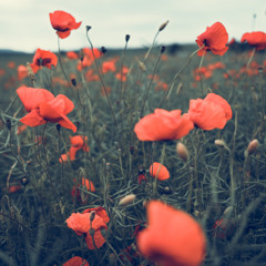 Yann Tiersen - La Noyee