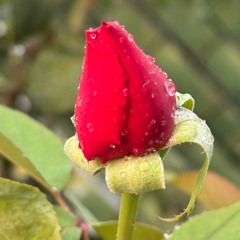 Rise up, my love..🌹🌱🌺 Levántate Amor Mío..🌸🌱🌷