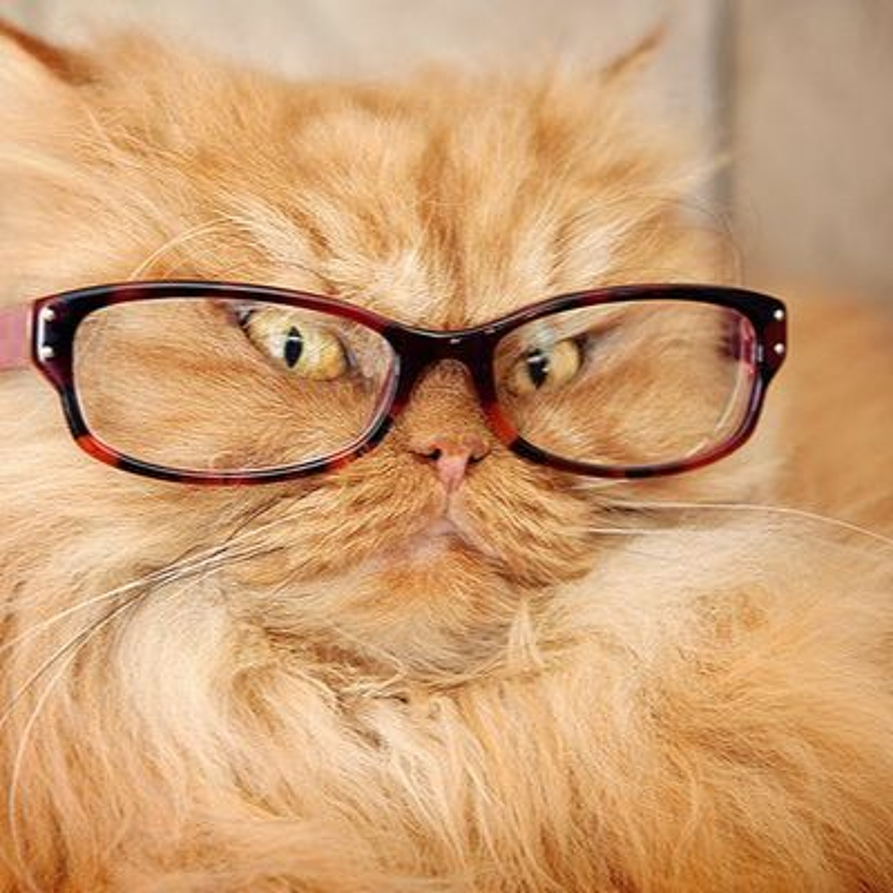 Cat Disgusted