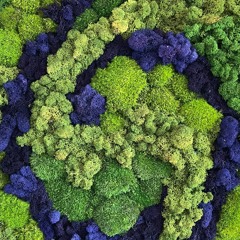 Enter the Foliage Portal to the Space Rave
