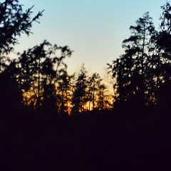Wolf howling at dusk