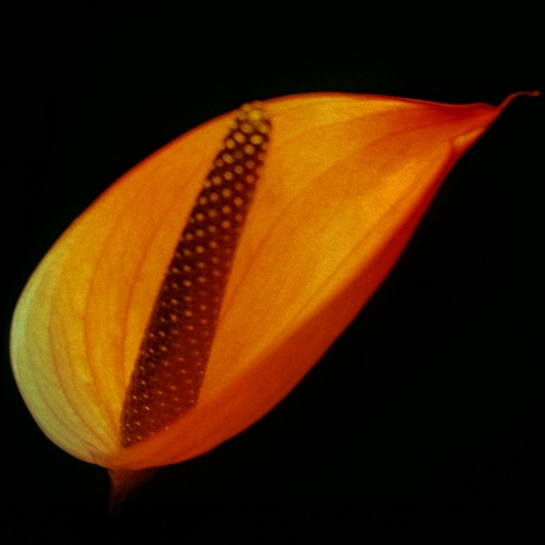 PREMIERE: Zaltsman - Nao Paro