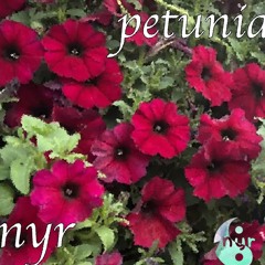 petunia