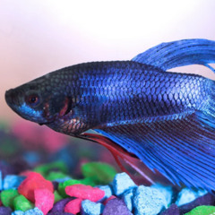 underswap ~ True Neo