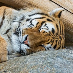 Sleeping Tiger Jaded Fang