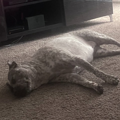 Why cant i give my dog extra lives like in super mario world