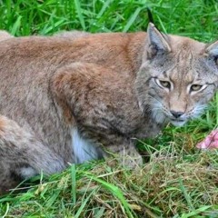 Obsession (150+ Edit)