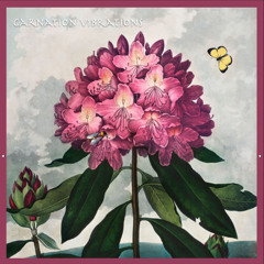 Carnation Vibrations