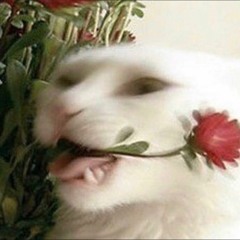 je m'appelle valentine =)