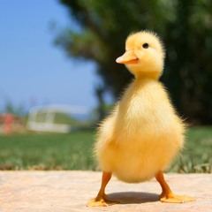 Little Duck DEMO