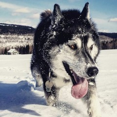 Jack The Wolf SaremFamily 2020