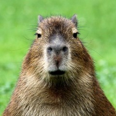 Trap Type Beat- Capybara