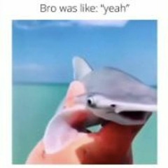 cool shark