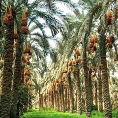 كالنخلة يزهو الصديق - خدمة السماء على الأرض - مصر