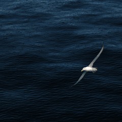 알바트로스(albatross)