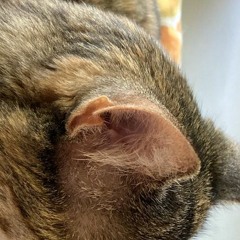 Logorok - Parlor Parody