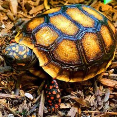 Scottie - Mix for Turtles