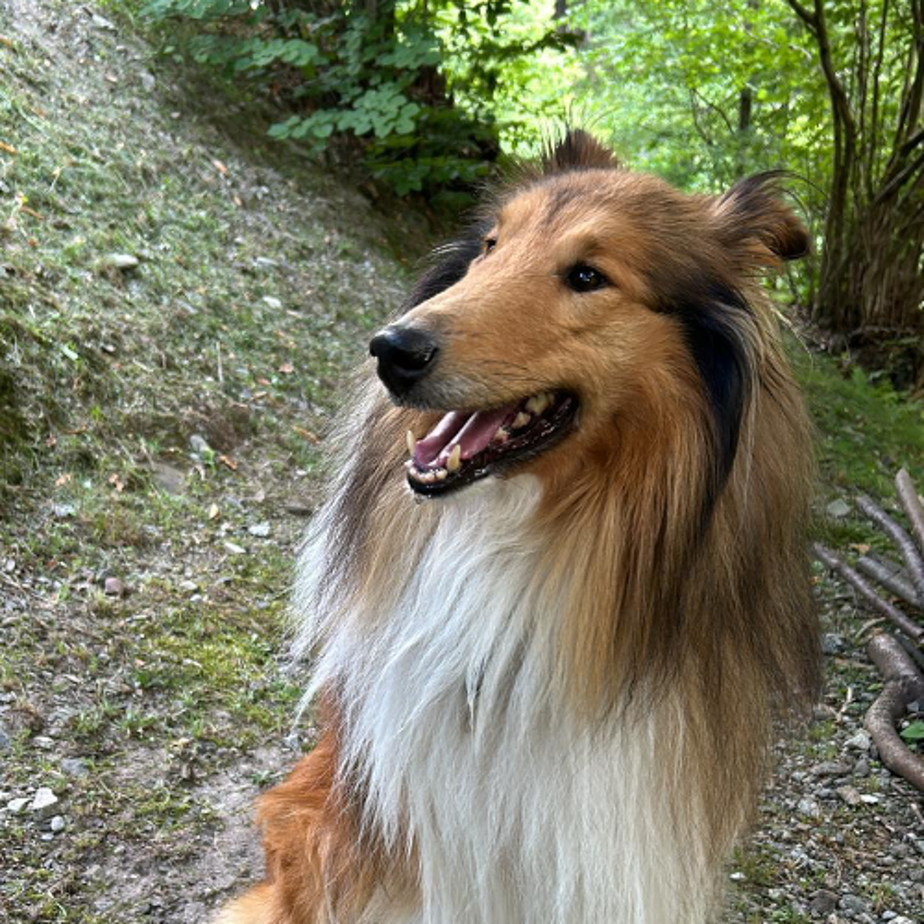 Quattro Stagioni 181 - I cani ci capiscono!