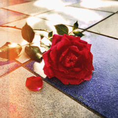 Sauve toi, mon cœur