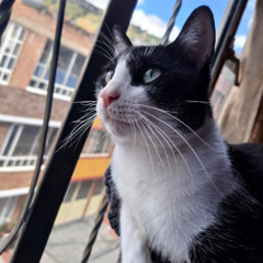 Freestyle de media noche