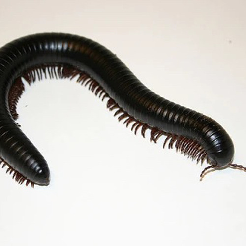 lay down… (Professional coaxing to sleep for 100 years) - remix