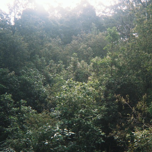 rumination (free dl)