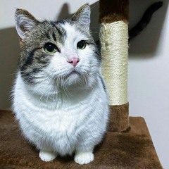 La Vie En Rose Ukulele Cover