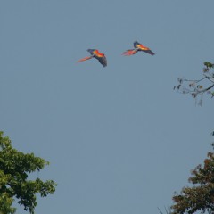 Phonography : Scarlet Macaws at Playa Blanca, Costa Rica (8.6425,-83.4341667)