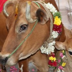 Gho Suktam | Gho Suktam MP3 Free Download | Go Suktam