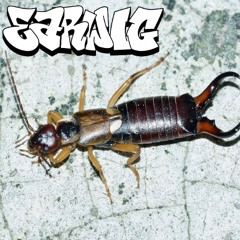 earwig